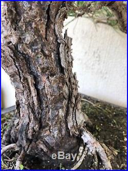 Big, Old Japanese black pine bonsai, pre-bonsai, material, Specimen