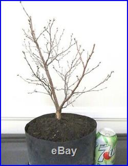 Big White European Birch Betula pendula for mame shohin bonsai tree cold hardy