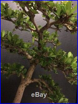 Black Olive Bonsai Tree