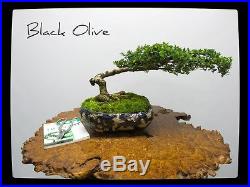 Black Olive Bonsai Tree #3902
