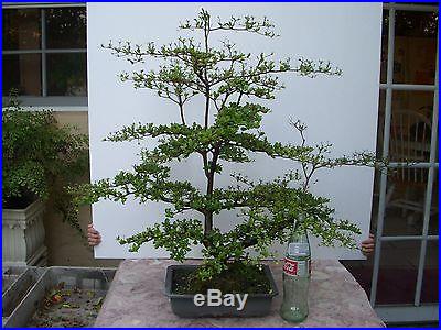 Black Olive (bucida spinosa) Bonsai Tree Beautiful