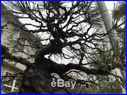 Black Pine bonsai tree