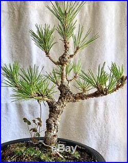 Black Pine (cultivar Yatsufusa) Aka Cork Bark