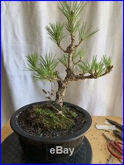 Black Pine (cultivar Yatsufusa) Aka Cork Bark