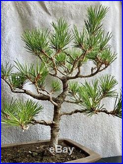 Black pine Bonsai
