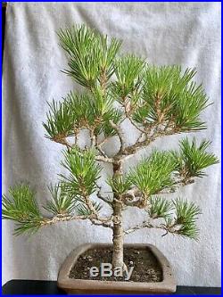 Black pine Bonsai