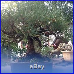 Black pine bonsai tree
