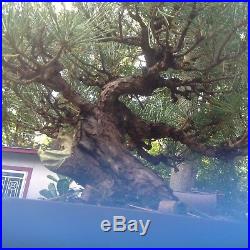 Black pine bonsai tree