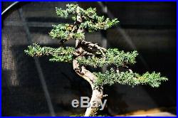 Blue Alps Juniper bonsai tree