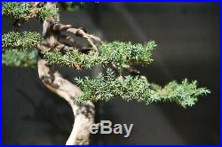 Blue Alps Juniper bonsai tree