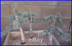 Blue Atlas Cedar Bonsai Tree Group