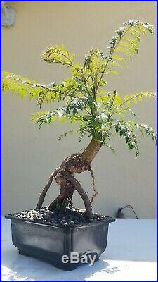 Blue Jacaranda Bonsai Tree, Sale