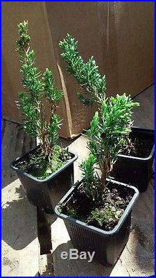 Blue Pacific Juniper, Bonsai starter plant, 100 plants, Evergreen, FREE delivery