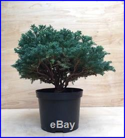 Blue Sawara Cypress Pre Bonsai Tree Thick Trunk Evergreen Conifer Fairy Garden