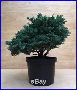 Blue Sawara Cypress Pre Bonsai Tree Thick Trunk Evergreen Conifer Fairy Garden