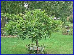 Blue Wisteria Seedlings Vine or Tree or Bonsai 12 in, Blooms Save 20% Now