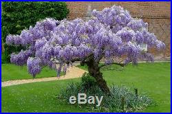 Blue Wisteria Seedlings Vine or Tree or Bonsai 12 in, Blooms Save 20% Now