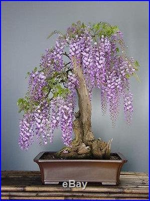 Blue Wisteria Tree or Vine Seedling Ship after 1st of March - Bonsai Also