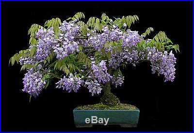 Blue Wisteria Tree or Vine Seedling Ship after 1st of March - Bonsai Also