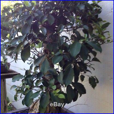 Bonasi Ficus Banian Tree 30 Years Old In Clay Bonsai Pot