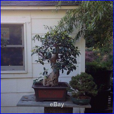 Bonasi Ficus Banian Tree 30 Years Old In Clay Bonsai Pot
