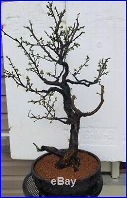Bonsai 20+ years old Ume bonsai tree on 13 Mica pot