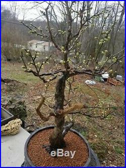 Bonsai 20+ years old Ume bonsai tree on 13 Mica pot