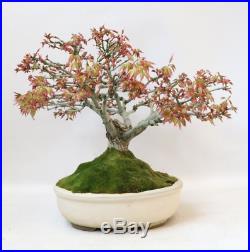 Bonsai Acer Palmatum Kashima 30 Years Old With Pot Included