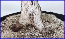 Bonsai, American Hornbeam, Carpinus caroliniana, Massive Trunk with Deadwood #2