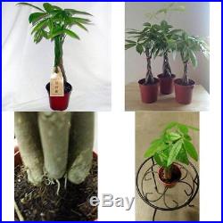 Bonsai Braided Money Tree Plant Live Housepalnt Office Indoor Best GIft New
