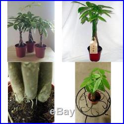 Bonsai Braided Money Tree Plant Live Housepalnt Office Indoor Best GIft New