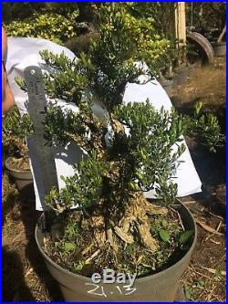 Bonsai Buxus Harlandii Ref 21.13
