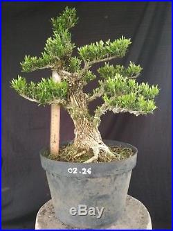Bonsai Buxus Harlandii Ref 25.02.26 NEW COLLECTION