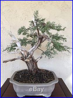 Bonsai California Juniper specimen
