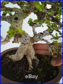Bonsai Carmona Microphylla CHAMPION R2