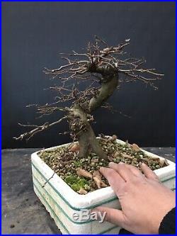 Bonsai Carpino Bianco Carpinus Betulus