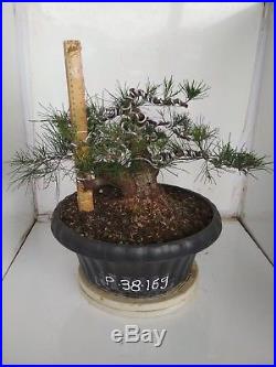 Bonsai Casuarina Equisetifolia 38.169