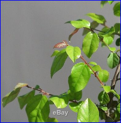 Bonsai, Chinese Bird Plum, Sageretia theezans, Starter Tree, SPRING SPECIAL
