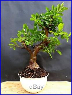 Bonsai Chinese Elm 20 year old plant
