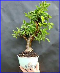 Bonsai Chinese Elm 20 year old plant
