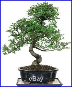 Bonsai Chinese Elm Tree 15 Year-Old Indoor Plants with 13 in. Tray and Deco Rock