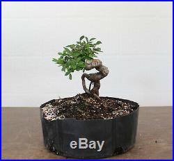 Bonsai, Chinese Elm, Ulmus parvifolia, Awesome Trunk Movement, Penjing Style