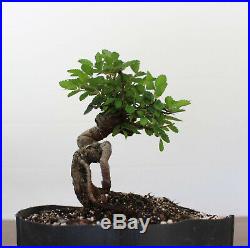Bonsai, Chinese Elm, Ulmus parvifolia, Awesome Trunk Movement, Penjing Style
