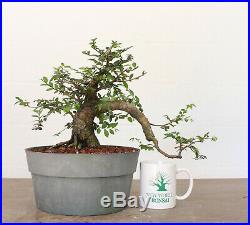 Bonsai, Chinese Elm, Ulmus parvifolia, Cascade Style, Excellent Trunk & Bark