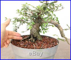 Bonsai, Chinese Elm, Ulmus parvifolia, Cascade Style, Excellent Trunk & Bark