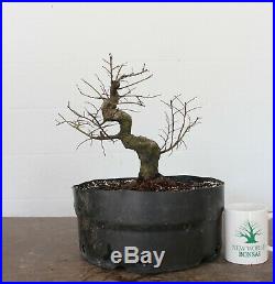 Bonsai, Chinese Elm, Ulmus parvifolia, Excellent Trunk Movement, Wonderful Shape