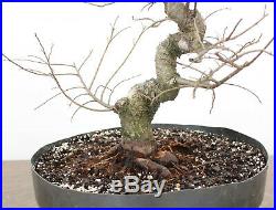 Bonsai, Chinese Elm, Ulmus parvifolia, Excellent Trunk Movement, Wonderful Shape