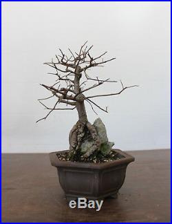 Bonsai, Chinese Elm, Ulmus parvifolia, Outstanding Root Over Rock Bonsai