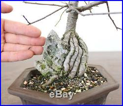 Bonsai, Chinese Elm, Ulmus parvifolia, Outstanding Root Over Rock Bonsai