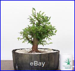 Bonsai, Chinese Elm, Ulmus parvifolia, Premium Prebonsai, Outstanding Nebari #1